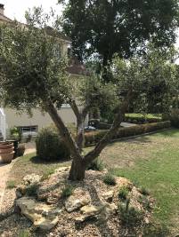 Olivenbaum gibt dem gro&szlig;en Garten eine besonders tolle Atmosph&auml;re (In Paris).