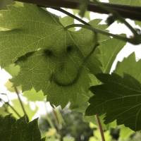 Ein guter Morgen-Smiley durch ein Weinblatt im privaten Garten.